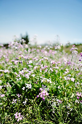 포토 JPG 주간 식물 꽃 자연 하늘 한국 풍경 초원 사람없음 야외 제주도 들꽃 국내포토 자연요소 아시아 생태계 파일형식