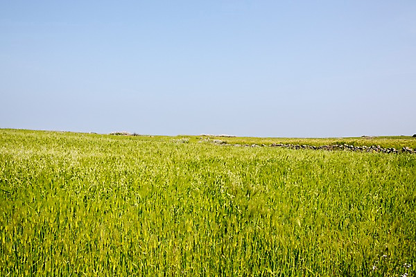 포토 JPG 주간 식물 밭 자연 하늘 한국 풍경 사람없음 야외 제주도 풀 청보리 청보리밭 국내포토 자연요소 아시아 농업 생태계 보리 파일형식