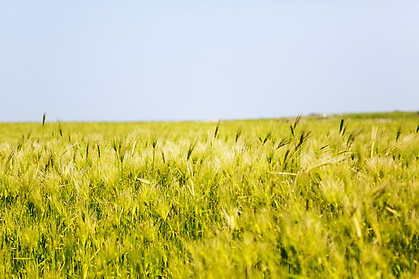 포토 JPG 주간 식물 밭 자연 하늘 한국 풍경 사람없음 야외 제주도 풀 청보리 청보리밭 국내포토 자연요소 아시아 농업 생태계 보리 파일형식