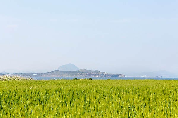 포토 JPG 주간 식물 바다 밭 자연 하늘 한국 풍경 사람없음 야외 제주도 풀 청보리 청보리밭 국내포토 자연요소 아시아 농업 생태계 보리 파일형식