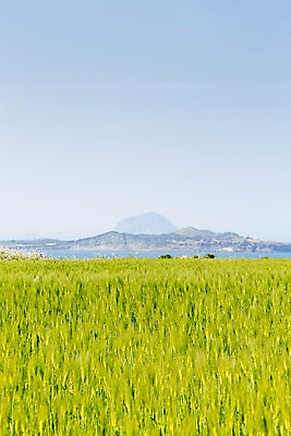 포토 JPG 주간 식물 바다 밭 자연 하늘 한국 풍경 사람없음 야외 제주도 풀 청보리 청보리밭 국내포토 자연요소 아시아 농업 생태계 보리 파일형식