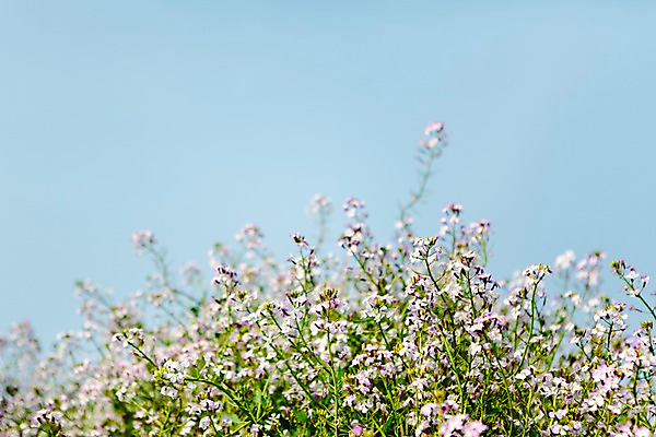 포토 JPG 주간 식물 꽃 자연 하늘 한국 풍경 사람없음 야외 제주도 들꽃 국내포토 자연요소 아시아 생태계 파일형식