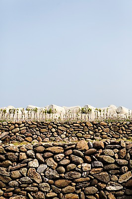 포토 JPG 주간 자연 하늘 한국 돌담 풍경 사람없음 야외 제주도 방파제 국내포토 자연요소 공공시설 아시아 담장 돌_바위 생태계 파일형식