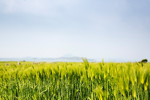 포토 JPG 주간 식물 밭 자연 하늘 한국 풍경 사람없음 야외 제주도 풀 가파도 청보리 청보리밭 국내포토 자연요소 아시아 섬 농업 생태계 보리 파일형식