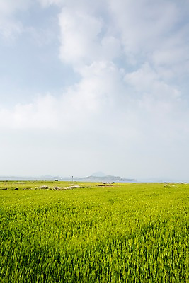 포토 JPG 주간 식물 구름 밭 자연 하늘 한국 풍경 사람없음 야외 제주도 풀 가파도 청보리 청보리밭 국내포토 자연요소 아시아 섬 농업 생태계 보리 파일형식