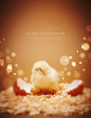 PSD 편집이미지 한마리 백그라운드 조류 포토일러 병아리 사람없음 계란 알 손상 원형 보케 부화 깨짐 블러 톱밥 이미지편집 도형 동물 1 컨셉 가루 파일형식