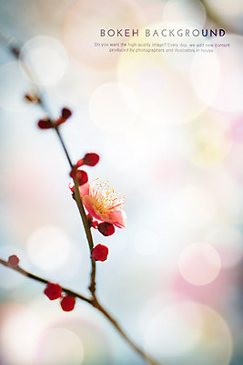 PSD 편집이미지 꽃 컬러 백그라운드 한송이 포토일러 사람없음 빨간색 나뭇가지 원형 개화 보케 블러 이미지편집 도형 나무 식물 1 송이 파일형식