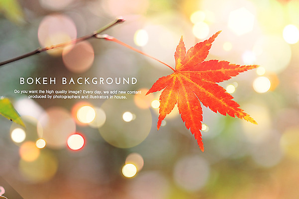PSD 식물 편집이미지 백그라운드 단풍 포토일러 나뭇잎 사람없음 한개 나뭇가지 원형 보케 블러 이미지편집 도형 나무 1 잎 파일형식