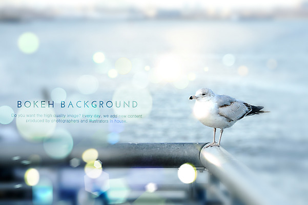 주간 PSD 편집이미지 한마리 바다 백그라운드 난간 갈매기 조류 포토일러 사람없음 야외 원형 보케 육각형 블러 이미지편집 자연요소 도형 동물 1 파일형식