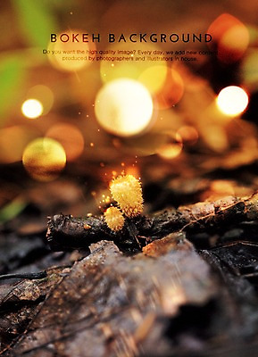 PSD 나무 식물 편집이미지 컬러 백그라운드 포토일러 사람없음 노란색 원형 보케 블러 이미지편집 도형 파일형식