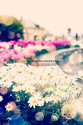 주간 PSD 편집이미지 꽃 컬러 여러송이 백그라운드 꽃밭 포토일러 국화 사람없음 야외 흰색 원형 보케 블러 이미지편집 자연요소 도형 식물 다수 파일형식