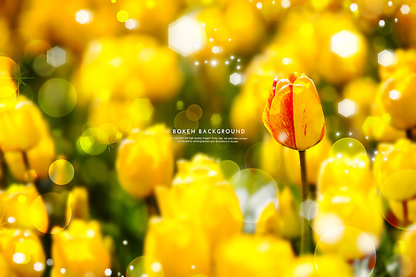 PSD 편집이미지 꽃 컬러 여러송이 백그라운드 꽃밭 포토일러 사람없음 빛 노란색 튤립 원형 보케 육각형 블러 이미지편집 도형 식물 다수 파일형식