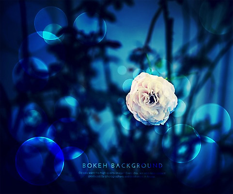 PSD 편집이미지 꽃 컬러 백그라운드 한송이 포토일러 사람없음 파란색 흰색 원형 보케 블러 이미지편집 도형 식물 1 송이 파일형식