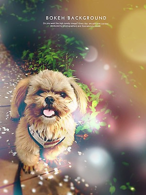 PSD 동물 편집이미지 한마리 백그라운드 포토일러 사람없음 야외 원형 개 강아지 시츄 보케 반려 블러 이미지편집 도형 1 포유류 반려동물 파일형식