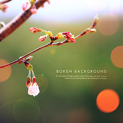 PSD 식물 편집이미지 백그라운드 포토일러 사람없음 나뭇가지 원형 꽃봉오리 보케 블러 이미지편집 도형 나무 꽃 파일형식