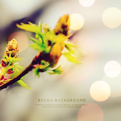 PSD 식물 편집이미지 백그라운드 포토일러 나뭇잎 사람없음 나뭇가지 원형 꽃봉오리 보케 블러 이미지편집 도형 나무 꽃 잎 파일형식