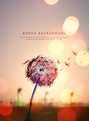 PSD 편집이미지 꽃 백그라운드 한송이 포토일러 사람없음 노을 원형 민들레 보케 민들레홀씨 블러 이미지편집 자연요소 도형 식물 1 송이 파일형식