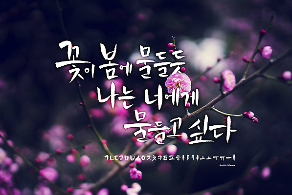 식물 손글씨 계절 꽃 백그라운드 일러스트 캘리그라피 타이포그라피 한글 사람없음 세트 봄 로맨틱 나뭇가지 추억 감성 조합형타이포 국내일러스트 AI파일 나무 문자 컨셉 파일형식 벡터