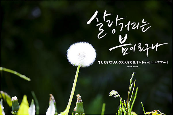 식물 손글씨 계절 꽃 백그라운드 일러스트 캘리그라피 타이포그라피 한글 사람없음 세트 봄 로맨틱 추억 감성 민들레홀씨 조합형타이포 국내일러스트 AI파일 문자 컨셉 민들레 파일형식 벡터