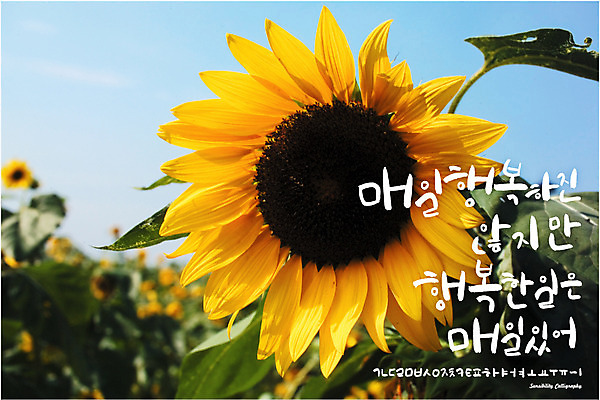 주간 식물 손글씨 꽃 백그라운드 일러스트 캘리그라피 해바라기 타이포그라피 한글 사람없음 야외 세트 로맨틱 추억 감성 조합형타이포 국내일러스트 AI파일 자연요소 문자 컨셉 파일형식 벡터