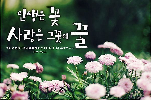 식물 손글씨 꽃 백그라운드 일러스트 캘리그라피 타이포그라피 한글 사람없음 세트 로맨틱 추억 감성 조합형타이포 국내일러스트 AI파일 문자 컨셉 파일형식 벡터