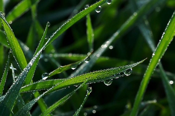 포토 JPG 해외이미지 사람없음 초록색 물 안개 물방울 떨어짐 볏짚 작음 묘사 떠남 해외202004 해외포토 자연요소 컬러 컨셉 모션 날씨 짚 크기 파일형식 이미지허브