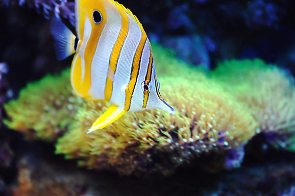 포토 JPG 해외이미지 동물 야생동물 바다 여행 자연 휴가 이집트 어류 사람없음 빨간색 물 파란색 수중 산호 다이빙 암초 수족관 이국적 해외202004 해외포토 자연요소 컬러 아프리카 수영 수중동물 자포동물 생태계 수중스포츠 파일형식 이미지허브