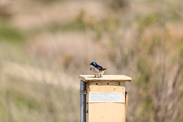 포토 JPG 해외이미지 나무 동물 여자 남자 야생동물 날개 조류 사람없음 초록색 파란색 사진촬영 미국 봄 흰색 닫기 선택 둥지 캘리포니아 제비 남쪽 동물상 해외202004 해외포토 식물 계절 컬러 컨셉 북아메리카 모션 사람 조형물 촬영 방향 파일형식 이미지허브