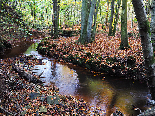 포토 JPG 해외이미지 나무 영어 지구 잎 오렌지 자연 영국 잉글랜드 풍경 사람없음 초록색 물 파란색 갈색 가을 시골 개울 황금 숲 큼 땅 언덕 장면 지역 동쪽 공터 남쪽 내추럴 땅바닥 우수 적갈색 서식스 해외202004 해외포토 자연요소 식물 문자 계절 유럽 컬러 과일 바닥 강 크기 방향 절기 생태계 파일형식 이미지허브