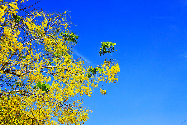 포토 JPG 해외이미지 나무 식물 꽃잎 꽃 꽃무늬 태국 자연 벽지 매달리기 사람없음 여름 빛 노란색 정원 벚꽃 광선 나뭇가지 황금 묘사 나무껍질 푸딩 꼬투리 드럼스틱 샤워실 해외202004 해외포토 계절 아시아 컬러 무늬 모션 디저트 껍질 생태계 샤워시설 파일형식 이미지허브