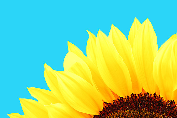 포토 JPG 해외이미지 식물 꽃잎 꽃 행복 잎 꽃무늬 패턴 오렌지 자연 해바라기 씨앗 사람없음 여름 컬러풀 노란색 정원 맑음 검은색 봄 벚꽃 흰색 원형 개화 닫기 꽃집 유기농 원예 질감 꽃가루 내추럴 넘어짐 해외202004 해외포토 도형 웰빙 계절 감정 컬러 무늬 과일 모션 날씨 취미 상점 가루 생태계 파일형식 이미지허브