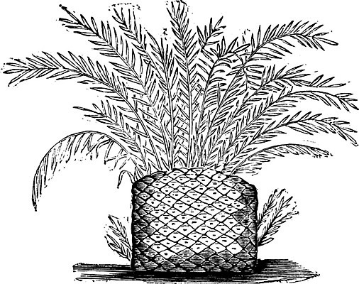 EPS 해외이미지 식물 줄기 잎 일러스트 자연 미술 검은색 수확 골동품 성장 흰색 역사 그림 유기농 생물학 화석 고생물 판화 내추럴 기간 양치류 옛날 해외202004 해외일러스트 웰빙 교육 컬러 농업 문화예술 생물 생태계 파일형식 벡터 이미지허브