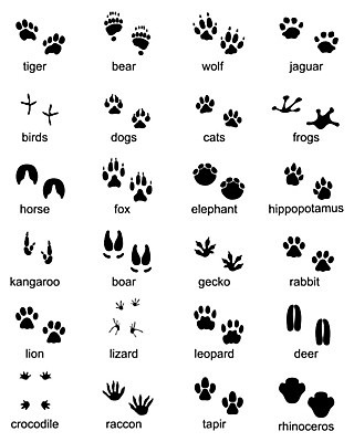 EPS 해외이미지 모양 동물 디자인 실루엣 야생동물 백그라운드 일러스트 곰 파충류 조류 사슴 코끼리 그래픽 세트 라벨 검은색 고양이 토끼 호랑이 개 인쇄 사자 발자국 심볼 사인 도마뱀 여우 육식동물 악어 하마 캥거루 코뿔소 우표 늑대 표범 멧돼지 고립 선로 양발 재규어 해외202004 해외일러스트 컬러 포유류 자국 프레임 촬영기법 반려동물 파일형식 벡터 이미지허브