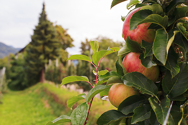 포토 JPG 해외이미지 나무 식물 잎 농업 다이어트 과일 사람없음 빨간색 농장 시골 신선 달콤 맛 사과 작음 유기농 해외202004 해외포토 웰빙 산업 컬러 컨셉 건강 크기 파일형식 이미지허브