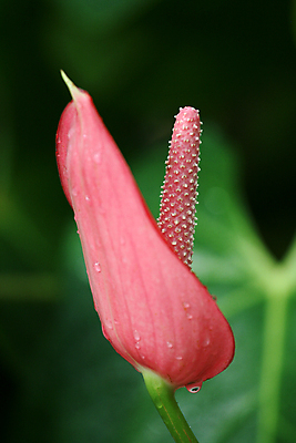 포토 JPG 해외이미지 공원 꽃 분홍색 사람없음 야외 빨간색 초록색 정원 보라색 흰색 도시 호주 해외202004 해외포토 식물 공공시설 컬러 오세아니아 파일형식 이미지허브