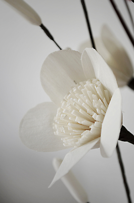 포토 JPG 해외이미지 디자인 꽃 줄기 잎 패턴 사람없음 장식 벚꽃 흰색 나뭇가지 자르기 정사각형 거짓 발명 해외202004 해외포토 도형 나무 식물 컬러 무늬 모션 파일형식 이미지허브