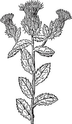EPS 해외이미지 식물 선 채소 일러스트 미술 씨앗 검은색 수확 흰색 고도 그림 판화 엉겅퀴 세련 해외202004 해외일러스트 꽃 컬러 농업 문화예술 파일형식 벡터 이미지허브