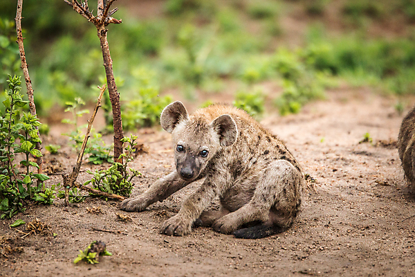 포토 JPG 해외이미지 동물 공원 야생동물 여행 포유류 아프리카 자연 웃음 사람없음 야외 게임 점 황무지 보호 위험 사파리 질감 냄새 육식동물 사냥꾼 사바나 생태학 힘찬 해외202004 해외포토 직업 공공시설 교육 나라 컨셉 놀이 표정 생태계 파일형식 이미지허브