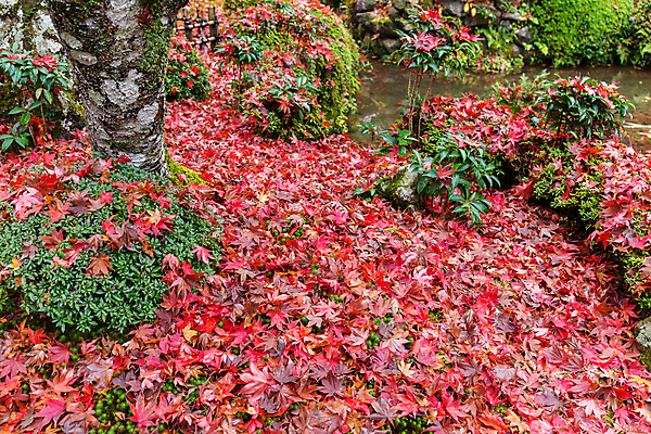 포토 JPG 해외이미지 나무 식물 전통 길 호수 선 여행 단풍 잎 건축양식 자연 이끼 동양인 풍경 잔디 사람없음 빨간색 초록색 물 강 컬러풀 노란색 정원 일본 가을 연못 사찰 빨래 원예 조경 땅바닥 옛날 그리너리 해외202004 해외포토 자연요소 계절 건축 아시아 컬러 가사 종교건축 바닥 인종 취미 생태계 파일형식 트랜드컬러 이미지허브