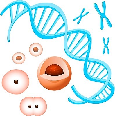EPS 해외이미지 모델 줄기 과학 백그라운드 일러스트 자연 추상 세포 나선형 건강 사람 그래픽 파란색 약 암호 DNA 생명공학 생물학 심플 염색체 고립 바이오 복제 유전 해외202004 해외일러스트 식물 교육 컬러 무늬 의학 생태계 파일형식 벡터 이미지허브