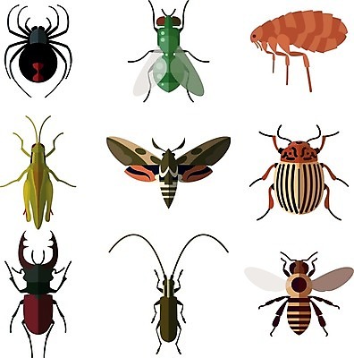 EPS 해외이미지 동물 디자인 야생동물 나비 곤충 날개 일러스트 자연 생물 안테나 여름 세트 픽토그램 플랫 해충 벌레 벌 수집 딱정벌레 심볼 사인 거미 분무기 메뚜기 나방 찌르기 고립 인터페이스 해외202004 해외일러스트 계절 통신 모션 생태계 파일형식 벡터 이미지허브