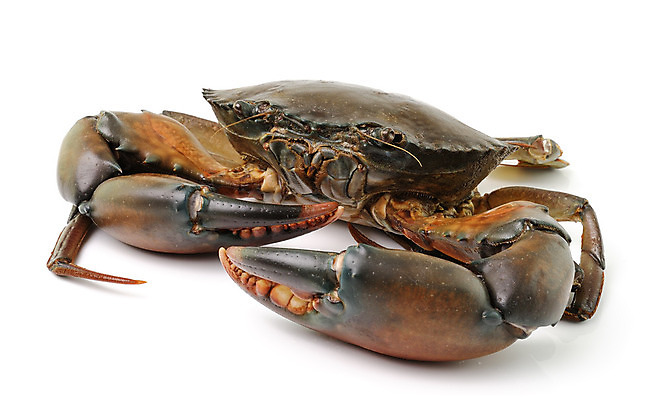 포토 JPG 해외이미지 동물 꽃 음식 바다 백그라운드 갑각류 사람없음 게 껍질 흰색 날것 부드러움 수영선수 고립 식용 해외202004 해외포토 식물 컬러 운동선수 감각 파일형식 이미지허브