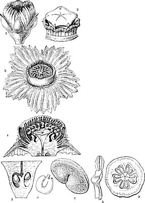 EPS 해외이미지 꽃 선 잎 일러스트 미술 검은색 수확 흰색 그림 판화 나폴레옹 해외202004 해외일러스트 식물 컬러 농업 문화예술 파일형식 벡터 이미지허브