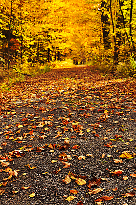 포토 JPG 해외이미지 나무 계절 공원 도로 길 잎 자국 자연 하늘 풍경 사람없음 목재 파란색 빛 햇빛 태양 노란색 맑음 하이킹 성장 덮개 가을 그룹 변화 숲 큼 내추럴 굴곡 섞기 옛날 재 해외202004 해외포토 자연요소 식물 공공시설 컬러 컨셉 재료 교통시설 레저 날씨 뚜껑 크기 생태계 파일형식 이미지허브