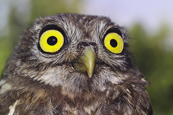 포토 JPG 해외이미지 동물 응시 유럽 얼굴 야생동물 날개 자연 조류 사람없음 가로 관찰 야간 깃털 사냥 부리 육식동물 부엉이 사냥꾼 육식 해외202004 해외포토 자연요소 직업 시선 나라 모션 신체부위 생태계 파일형식 이미지허브