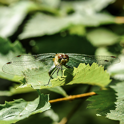 포토 JPG 해외이미지 식물 동물 야생동물 곤충 잎 날개 자연 사람없음 초록색 여름 정원 벌레 잠자리 묘사 해외202004 해외포토 계절 컬러 생태계 파일형식 이미지허브