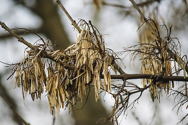 포토 JPG 해외이미지 나무 식물 계절 백그라운드 잎 오렌지 자연 씨앗 사람없음 여름 봄 가을 흰색 나뭇가지 보케 고립 블러 해외202004 해외포토 컬러 과일 생태계 파일형식 이미지허브