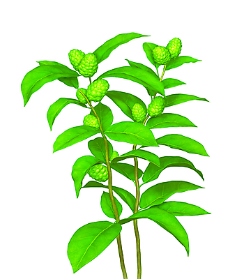 포토 JPG 해외이미지 식물 꽃 줄기 잎 과일 일러스트 자연 씨앗 경사 사람없음 장식 초록색 새싹 환경 정원 봄 성장 나뭇가지 신선 닫기 작음 묘사 오브젝트 원예 내추럴 미니 그리너리 해외202004 해외포토 나무 계절 컬러 모션 취미 크기 생태계 파일형식 트랜드컬러 이미지허브