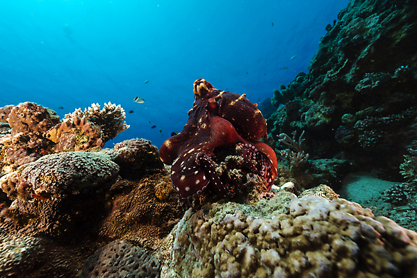 포토 JPG 해외이미지 식물 동물 모래 바다 백그라운드 자연 표면 어류 풍경 사람없음 물 파란색 컬러풀 햇빛 태양 바닷속 수중 광선 산호 아래 다이빙 장면 문어 암초 깊이 소금물 이국적 침몰 파라다이스 해외202004 해외포토 자연요소 컬러 연체동물 수영 수중동물 자포동물 방향 생태계 위치 수중스포츠 파일형식 이미지허브