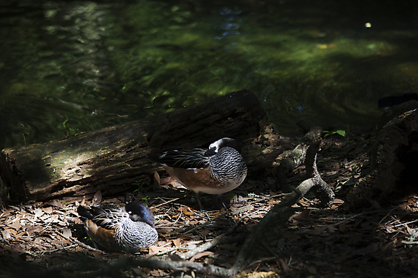 포토 JPG 해외이미지 공원 호수 캐나다 부분 조류 오리 종류 사람없음 초록색 물 강 갈색 머리 미국 회색 다양 흰색 관찰 연못 선탠 보호 습지 깃털 다이빙 목 물새 철새 알래스카 계산서 신분증 캡모자 콜로라도 해외202004 해외포토 자연요소 동물 모자_잡화 공공시설 컬러 다수 컨셉 북아메리카 모션 신체부위 수영 수중스포츠 증명서 파일형식 이미지허브